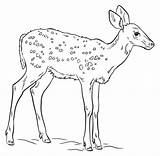 Fawn Coloring Drawing Draw Pages Printable Drawings Step Deer Tutorials Reindeer Tailed Easy Indians Animals Animal Medium Kids Supercoloring Native sketch template