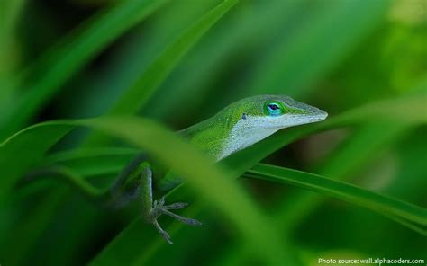 interesting facts  green anoles  fun facts