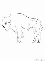 Buffalo Coloring Pages Cape Water Headdress Indian Getdrawings Getcolorings Print Color Colorings sketch template