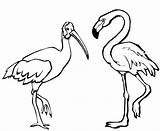 Coloring Flamingo Pink Kids Pages Beautiful sketch template