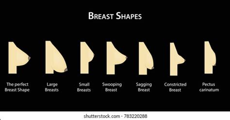 370개의 breast shape chart 로열티 프리 이미지 및 스톡 사진 shutterstock