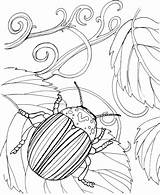 Beetle Coloring Japanese Pages Printable Categories sketch template