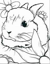 Coloring Pages Bunny Cute Bunnies Color Printable Print Getcolorings sketch template