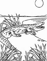 Crocodile Coloring Pages Animal Color Crocodiles Printable Sheets Kids Simple Found sketch template