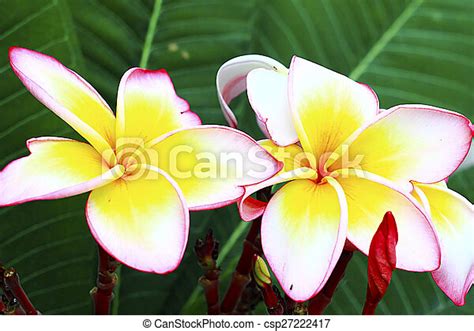 frangipani spa plumeria flowers canstock