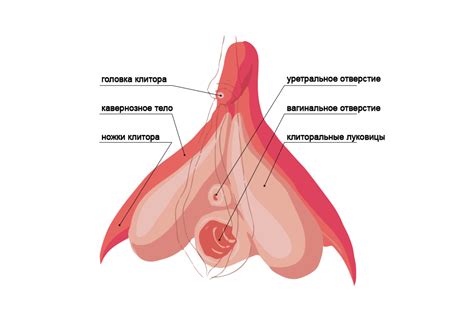 clitoris pic structure xxx photo