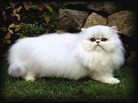gambar kucing lucu imut  gemesin banget blog rahman