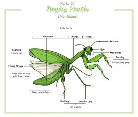 praying mantis anatomy