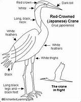 Crane Crowned Enchantedlearning Bird sketch template