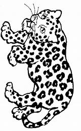 Jaguar Animal Onca Panthera sketch template
