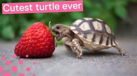 cutest baby turtle  youtube