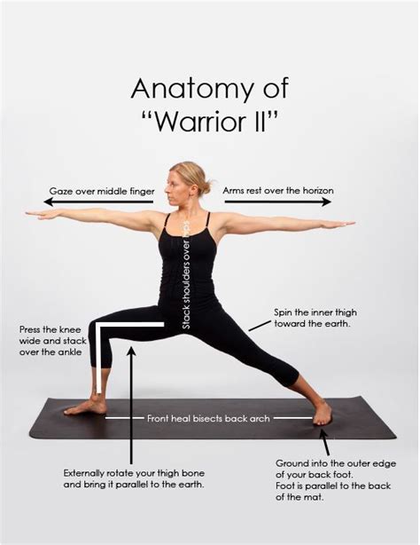 anatomy  warrior ii iyengar yoga yoga  yoga anatomy