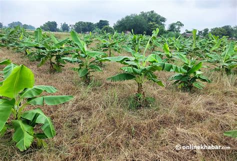 Banana Farming Gains Traction In Jhapa Of Eastern Nepal Subha Samachar