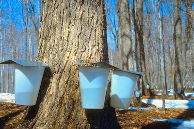 maple syrup  natural    farmers almanac