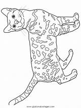 Coloring Bengal Cats Pages Cat Ausmalen Zum Colouring Katzen Malvorlagen Kleurplaat Color Poezen Gratis Ausmalbilder Book Muster Colors Yarn Print sketch template
