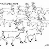 Caribou Herd Mammals Coloring Category Nature sketch template
