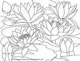 Coloring Pages Water Monet Printable Watercolor Cherry Lilies Waterlilies Blossom Color Flower Drawing Japanese Book Scenery Lily Cardinal Red Family sketch template