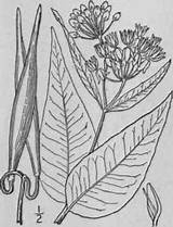 Asclepias Milkweed Walt Flowered Lanceolata Few Continue Flora sketch template