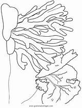 Coloring Coral Pages Reef Malvorlage Ausmalen Choose Board Koralle Printable sketch template