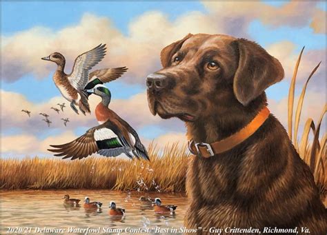 delaware waterfowl stamp and trout stamp winners announced