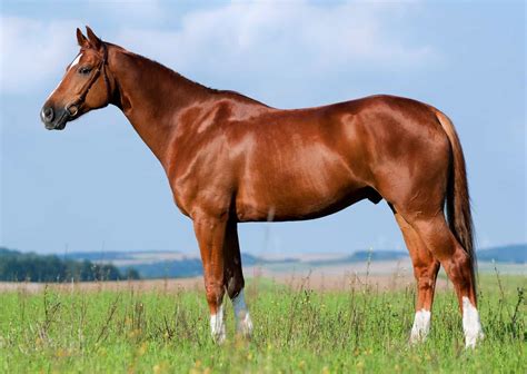 determining horses body weight  ideal condition  horse
