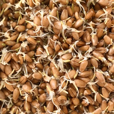 organic wheatgrass seeds  gmo double pack