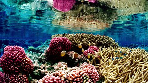 zo kunnen  het koraal op curacao weer herstellen nos