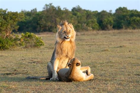 Grinning Lion Looks Extremely Pleased With Himself As He