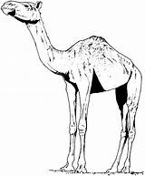 Camel Coloring Pages Animals Camels Dromedary Drawing Printable Caravan African Desert Getdrawings Color Clipart Popular Tall sketch template
