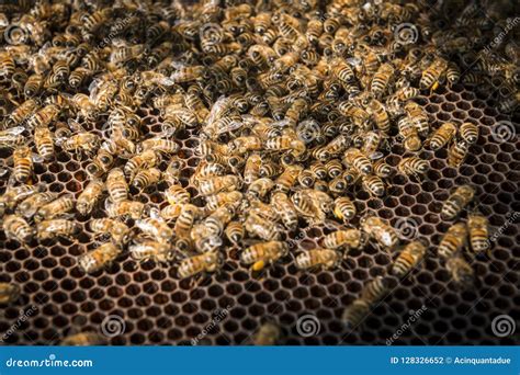 bijen  bijenkorf stock foto image  gezond bijenwas