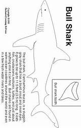 Shark Coloring Alton Illinois Sharks sketch template