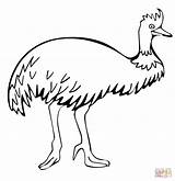 Emu Cassowary Walking Designlooter Supercoloring 83kb 1240px sketch template