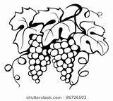Grapes Shutterstock Videira Grape sketch template