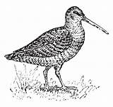 Woodcock Engraving sketch template