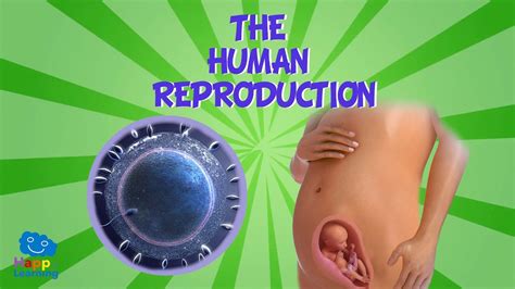 human reproduction educational video  kids youtube