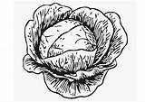 Cabbage Coloring Pages Drawing Edupics Printable Kool Getdrawings Vegetables Large sketch template