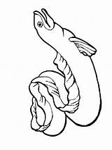 Coloring Pages Eel Eels sketch template