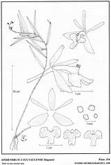 Subgroup Epidendrum Herbaria Amo 1993 Jimenez Hágsater Drawing Type Website Group sketch template