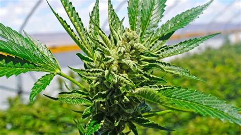 york farmers legalize marijuana    grow