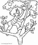 Tree Apple Coloring Clipart Climbing Climb Boy Color Library Clip sketch template
