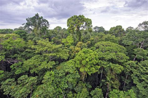 rainforest facts    rainforest alliance