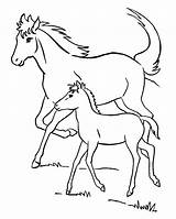 Pferd Foals Pferde Foal Fohlen Ausmalbild Coloringhome Malvorlagen Mystical Horeses Insertion sketch template
