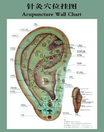 ear acupuncture points chart