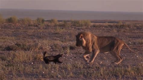 Fearless Honey Badger Vs A Male Lion Youtube