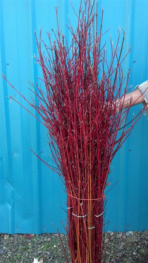 red twig dogwood hand stripped oregon coastal flowers