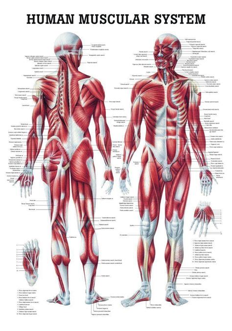 anatomy chart female muscular system