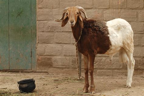 goat  sheep disease  crisis  congo