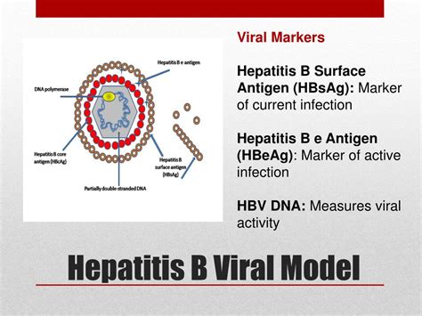 Ppt Monitoring Chronic Hepatitis B In The Primary Care Office