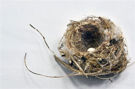 fine craft  nest construction isnt unique  humans anthropocene
