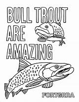 Coloring Trout Bull Coloringbay Trouts Pages sketch template
